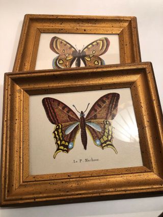 Vintage Butterfly Prints In Gold Frames
