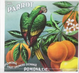 Vintage Advertising Poster Print Citrus Parrot Pomona Sa California Fruit Grower