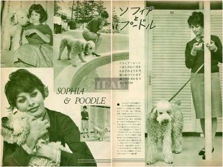 Sophia Loren With Her Poodle 1960 Vintage Japan Picture Clippings 2 - Sheets Ea/p