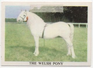 Welsh Pony Horse Breeds Types Of Equines Vintage Trade Card