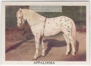 Appaloosa Breed Indian Spotted Horse Equine Vintage Ad Trade Card