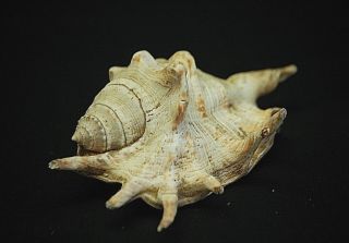 Old Vintage Lambis Lambis Spider Conch Sea Shell Nautical Ocean Beach Sea Decor