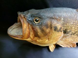 Vintage Large Mouth Bass Real Skin Fish Wall Mount - 20 " Taxidermy