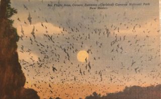 Bats At Carlsbad Cavern - Vintage Linen Postcard - Spooky Unposted