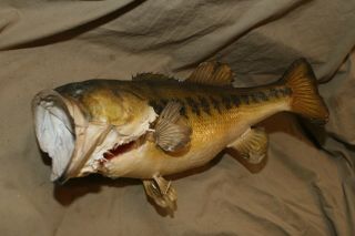 Vintage Taxidermy Mounted 20 " Large Mouth Bass W Losses To Gills Fins