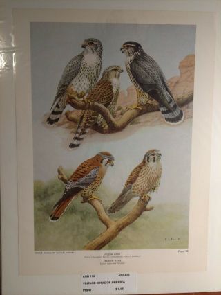 Vintage 1965 E L Poole Pigeon & Sparrow Hawk Book Plate 1155
