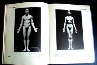 Vintage/muscular Beefcake Male/female/anatomy For The Artest//gay