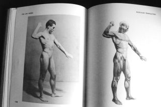 VINTAGE/MUSCULAR BEEFCAKE MALE/FEMALE/ANATOMY FOR THE ARTEST//GAY 6