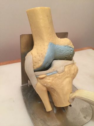 Vintage Knee Joint Anatomical Pharmaceutical Anatomy Model 3