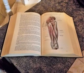 Vintage Gray ' s Anatomy 30th Edition 1949 3