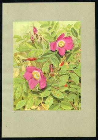 1938 Alpine Rose Flower Rosa Pendulina Vintage Botanical Print By A.  Robert