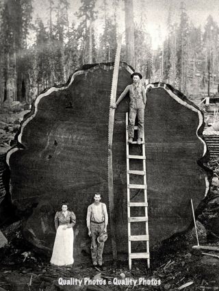 Vintage Giant Sequoia Logging 8.  5x11 " Photo Print,  Logger With Saw Cut Redwood