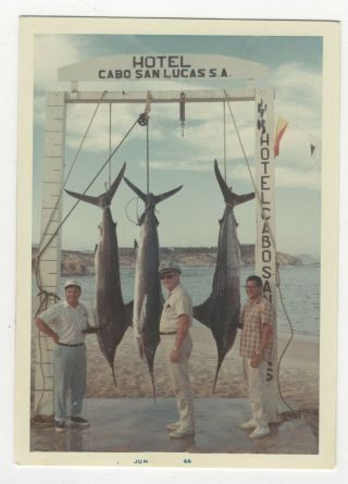 Vintage Photo Caught Swordfish Marlin Hotel Cabo San Lucas Found Art 1960 