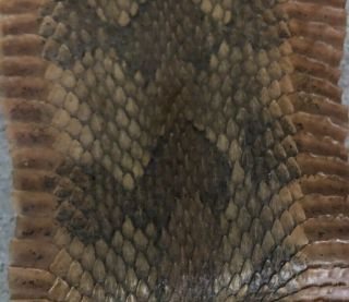 Vintage Rattle Snake Skin Diamond Back Not Tanned With Rattler Large Approx 3ft.