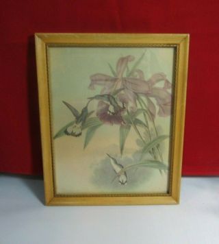 Vintage Hummingbirds " White Tailed Emerald " Gould Art Lithograph Maple Frame