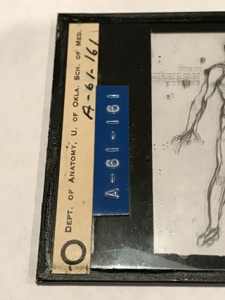 Vintage Magic Lantern Slide,  Vesalius Male Anatomy,  U of Oklahoma Med. 3