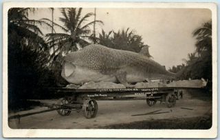 Vintage Rppc Real Photo Postcard Whale Shark On Wagon Chas.  Thompson Photo 1912