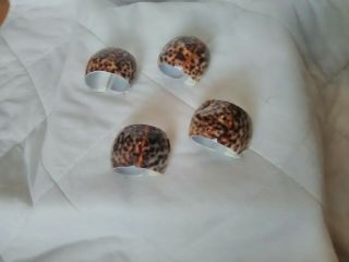 Vintage Napkin Rings Natural Cowrie Sea Shell Holders Set Of 4