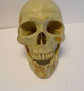Vintage Full Size Human Skull Life Like Looks Real Old Skull Plastic Halloween