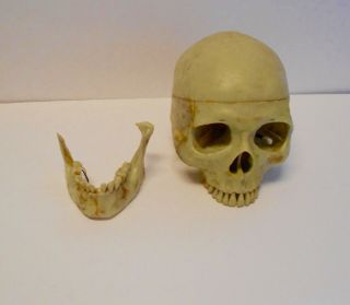 vintage full size human skull life like looks real old skull plastic halloween 2