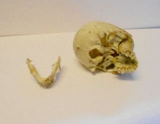 vintage full size human skull life like looks real old skull plastic halloween 3