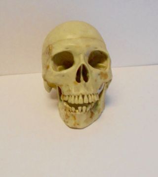 vintage full size human skull life like looks real old skull plastic halloween 4