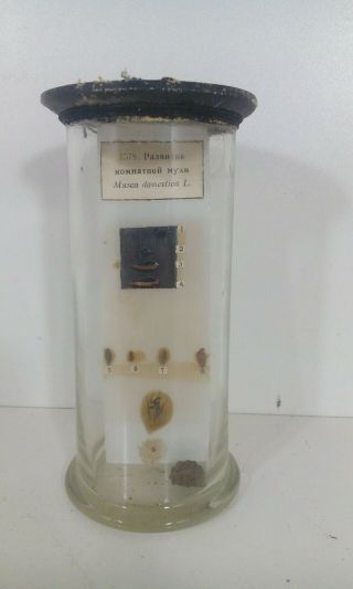 Vintage Fly Wet Specimen Taxidermy Biology Autopsy
