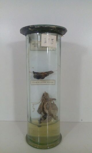 Vintage Snail Wet Specimen Taxidermy Biology Autopsy