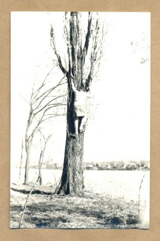 Girl Woman In Dress Climbs To The Big Tree - Vintage Strange Photo Snapshot