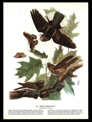 Vintage 1953 " Whip - Poor - Will " Audubon Bird Book Plate