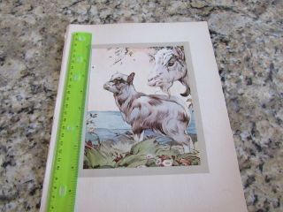 Vintage - Antique - Art Print - Ej Detmold - Baby Goat - Kid - 1921 - Matted - Matte - Baby Pets