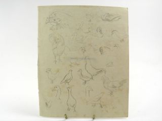 Antique 19th Century English Pencil Drawing Studies Of Farm Yard Bird Studies