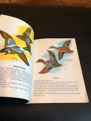 Duck Hunter ' s Hand Book Wild Fowl Identification 1960 3