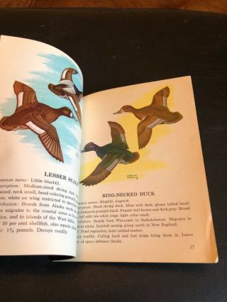 Duck Hunter ' s Hand Book Wild Fowl Identification 1960 4