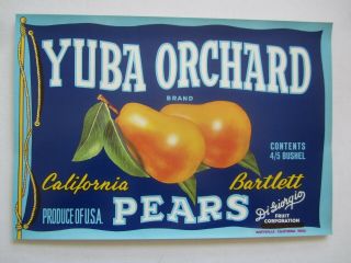 Of 50 Old Vintage - Yuba Orchard - Pear Labels - Marysville Ca.