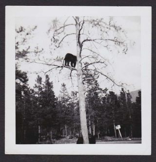 Wild Black Bear Up A Tree In Woodlands Old/vintage Photo Snapshot - F383