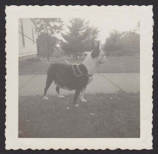 Boston Terrier Profile @ The Ready Old/vintage Photo Snapshot - F271