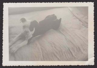 Boston Terrier Puppy Laying On The Bed Old/vintage Photo Snapshot - F77