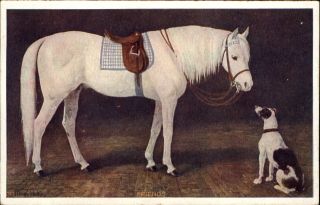 Friends White Horse And Dog Rat Terrier? Vintage Art Postcard C1910