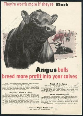 1960 Black Angus Cattle Cow Bull Art American Angus Association Vintage Print Ad