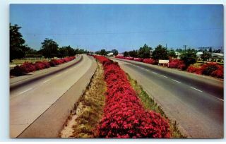 Fresno County Ca Oleanders Highway 99 Vintage Postcard D84