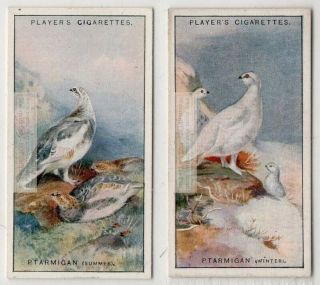 Rock Ptarmigan Grouse In Summer And Winter Gamebird Two C90 Y/o Ad Trade Cards