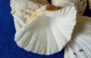 8 Vintage Lg Natural Sea Shells For Baking Coquilles St.  Jacques Scallops Clams