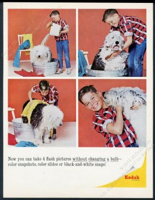 1965 Old English Sheepdog 4 Photo Getting Bath Kodak Camera Vintage Print Ad