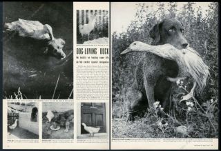 1949 Chespaeake Bay Retreiver And Duck Friend Photo Vintage Print Article