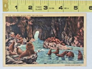 Vintage Postcard Oregon Coast Highway,  Or,  Sea Lions,  Sea Lion Caves Posted