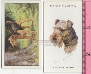 Lakeland Terrier Dog 2 Different Vintage Ad Trade Cards 3 Canine Pet