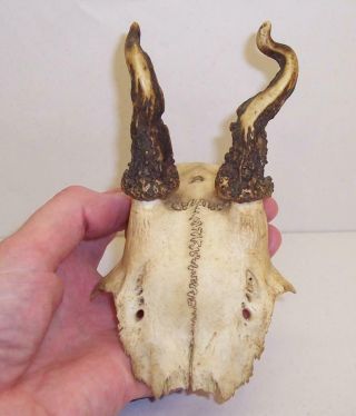 Vintage Deer Skull With Deformed Weird Antlers Unusual Curio