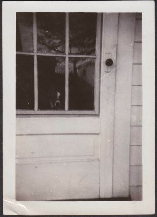 F486 - How Much Is That Doggie In The Window Old/vintage Photo Snapshot