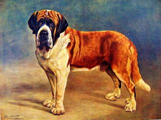 St.  Bernard Dog Vintage Lithograph Print By Artist Lilian Cheviot Circa 1910